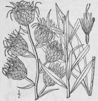 7 Lacinaria Scariosa L Hill Large Button Snakeroot 854