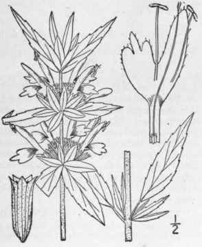 7 Monarda Punctata L Horse Mint 313