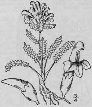 7 Pedicularis Flammea L Red Tipped Pedicularis 523