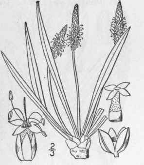 7 Plantago Maritima L Sea Or Seaside Plantain 575