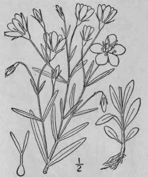 7 Sabbatia Stellaris Pursh Sea Or Marsh Pink 13