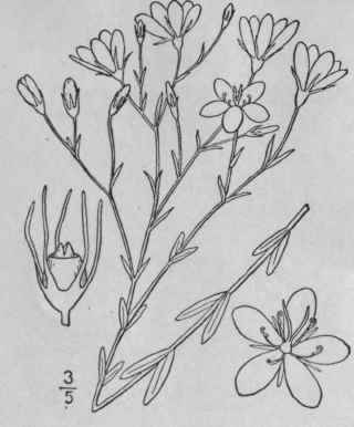 7 Sabbatia Stellaris Pursh Sea Or Marsh Pink 14