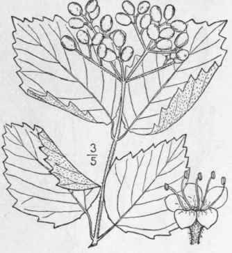 7 Viburnum Scabrellum T G Chapm Roughish Arrow Woo 634