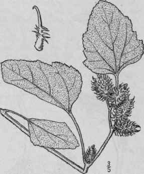 7 Xanthium Commune Britton Cockle Bur Or Clotbur 809