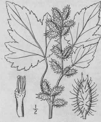 7 Xanthium Commune Britton Cockle Bur Or Clotbur 810