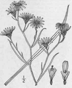 73 Aster Tenuifolius L Perennial Salt Marsh Aster 1025