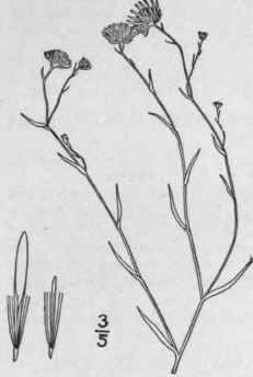 73 Aster Tenuifolius L Perennial Salt Marsh Aster 1026