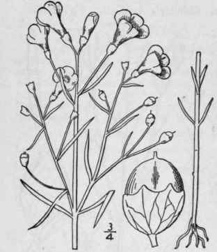 8 Agalinis Tenuifolia Vahl Raf Slender Agalinis 496