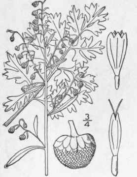 8 Artemisia Absinthium L Common Wormwood Absinth 1249