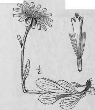8 Senecio Pseudo Arnica Less Sea Beach Senecio 1289