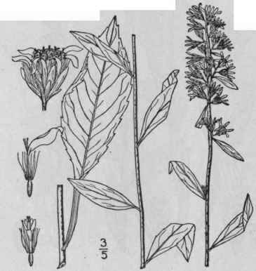 8 Solidago Erecta Pursh Slender Golden Rod 892