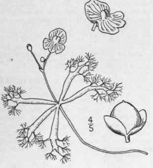 8 Utricularia Radiata Small Small Swollen Bladderw 539