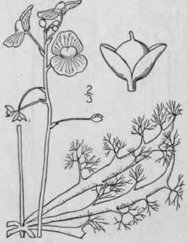 8 Utricularia Radiata Small Small Swollen Bladderw 540