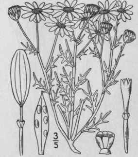 87 Thymophylla Lag Gen Et Sp Nov 25 1816 1221