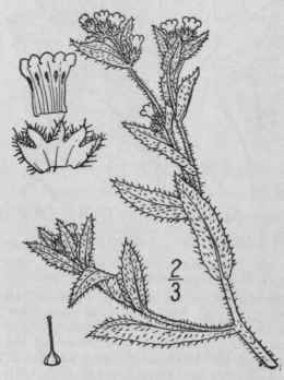 9 Amsinckia Lehm Del Sem Hort Hamb 7 1831 198