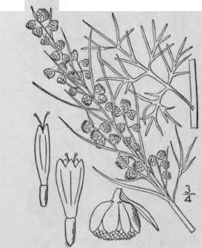 9 Artemisia Abrotanum L Southernwood 1250