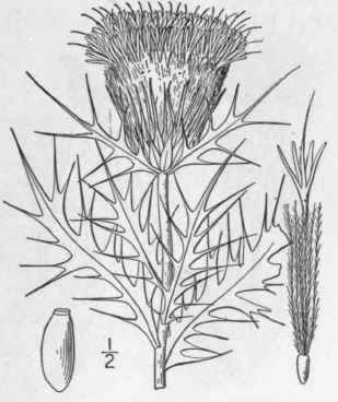 9 Cirsium Ochrocentrum A Gray Yellow Spined Thistl 1315