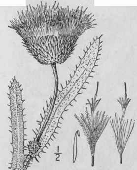 9 Cirsium Ochrocentrum A Gray Yellow Spined Thistl 1316