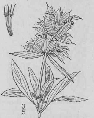 9 Monarda Dispersa Small Purple Lemon Monarda 315