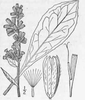 9 Nabalus Racemdsus Michx Dc Glaucous White Lettuc 789