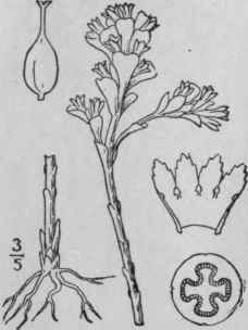 9 Obolaria L Sp Pl 632 1753 37