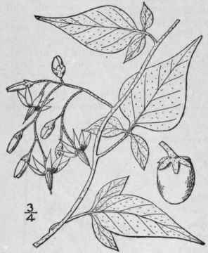 9 Solanum Dulcamara L Climbing Or Bitter Nightshad 396