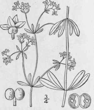 Ax Galium Palustre L Marsh Bedstraw 619