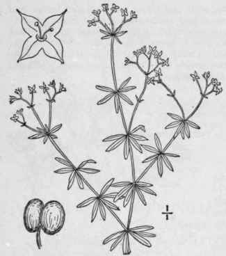 Ax Galium Palustre L Marsh Bedstraw 620