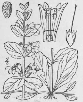 I Ajuga Reptans L Bugle 235