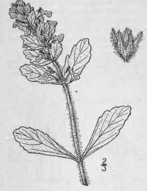 I Ajuga Reptans L Bugle 236