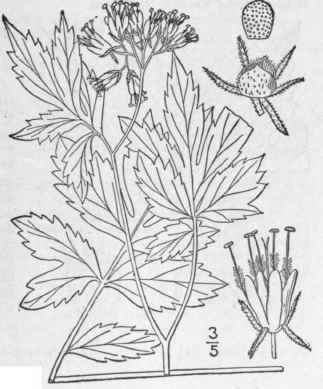I Hydrophyllum Virginianum L Virginia Water Leaf 155