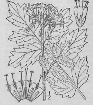 I Hydrophyllum Virginianum L Virginia Water Leaf 156