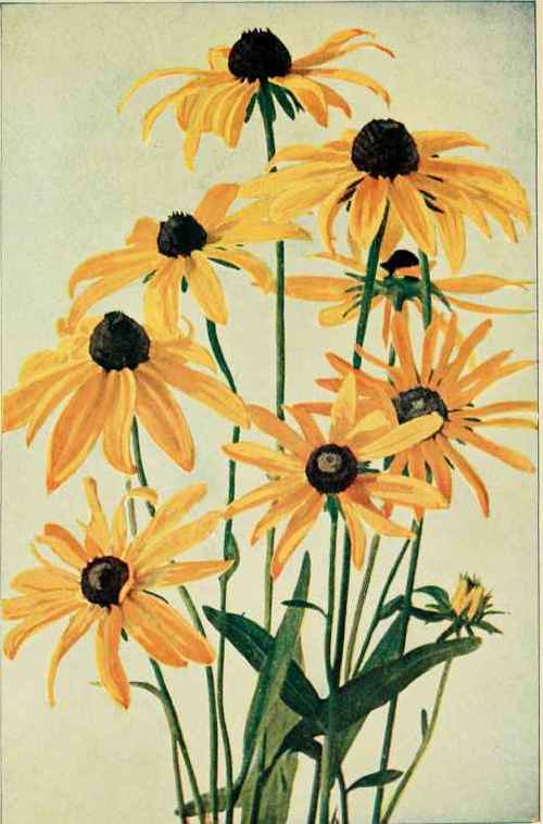 Black Eyed Susan Or Ox Eye Daisy. (tRudbeckia hirta.)