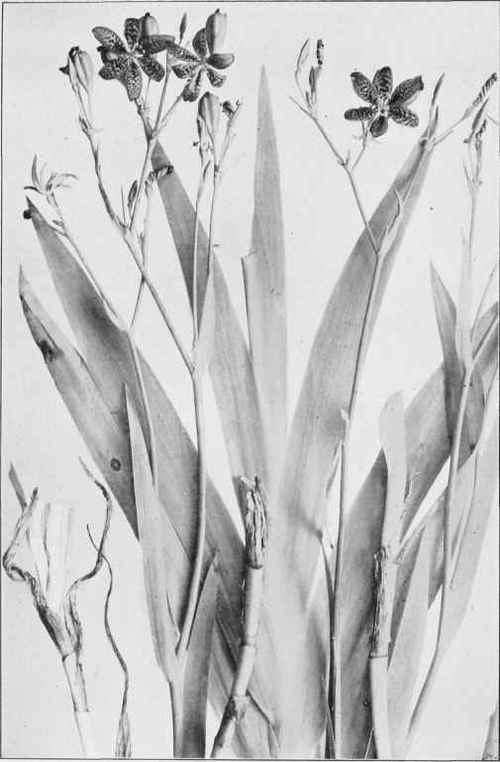 Blackberry Lily (Gemmingia Chinensis)