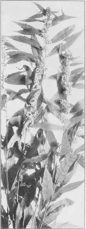 Blue Stemmed Or Wreath Golden Rod (Solidago caesia)