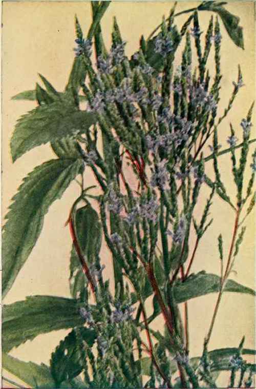 Blue Vervain Or Wild Hyssop. (Verbena hastate.)