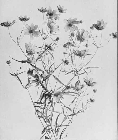 Bur Marigold, Or Brook Sunflower (Bidens laevis)