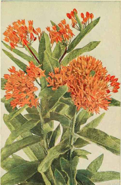 Butterfly Weed. (Asclepias tuberosa.)
