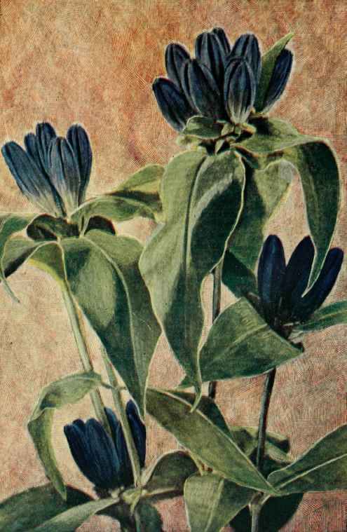 Closed Or Blind Gentian. (Gentiana Andrewsii.)