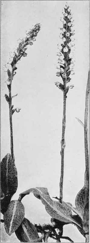 Downy Rattlesnake Plantain (Peramium pubescens)
