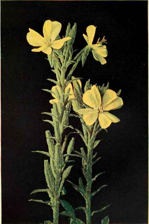 Evening Primrose. (Omagra biennis.)