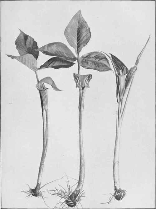 Jack In The Pulpit (Arisaema triphyllum)