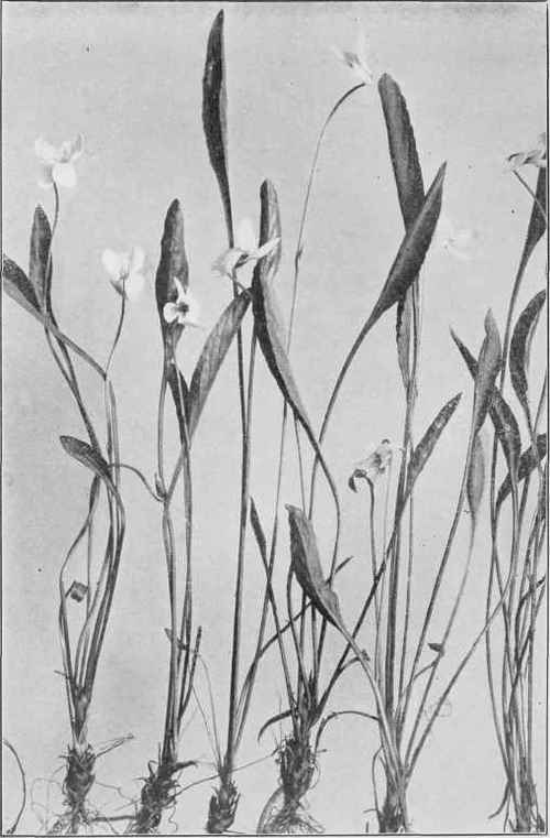 Lance Leaved Violet (Viola lanceolata)