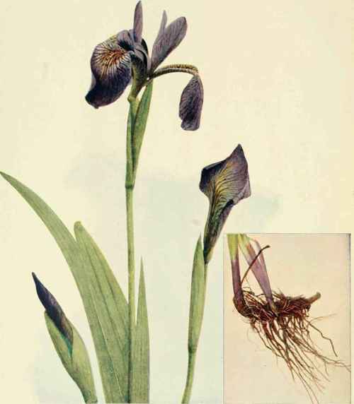 Larger Blue Flag. (Iris versicolor.)
