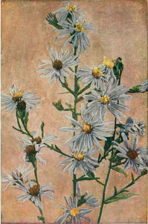 Late Purple Aster. (Asfer patens.)