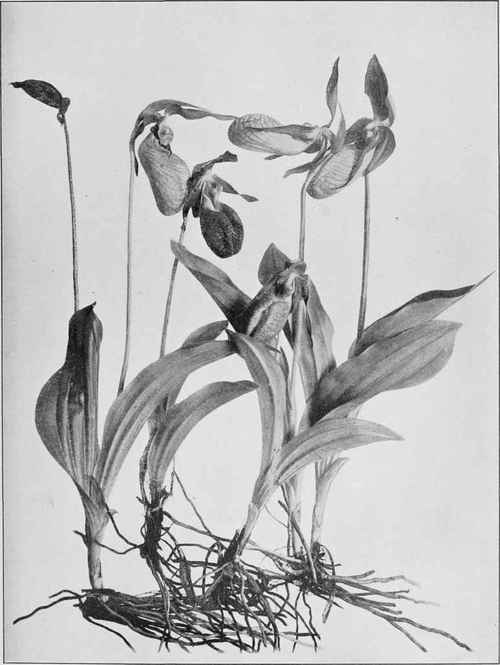 Moccasin Flower, Or Pink Ladies' Slipper (Cypritedium acaule)