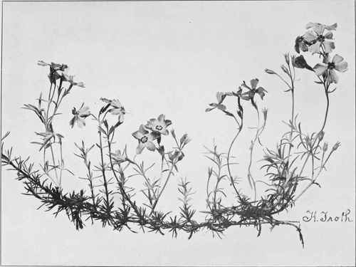 Moss Pink (Phlox subulata)