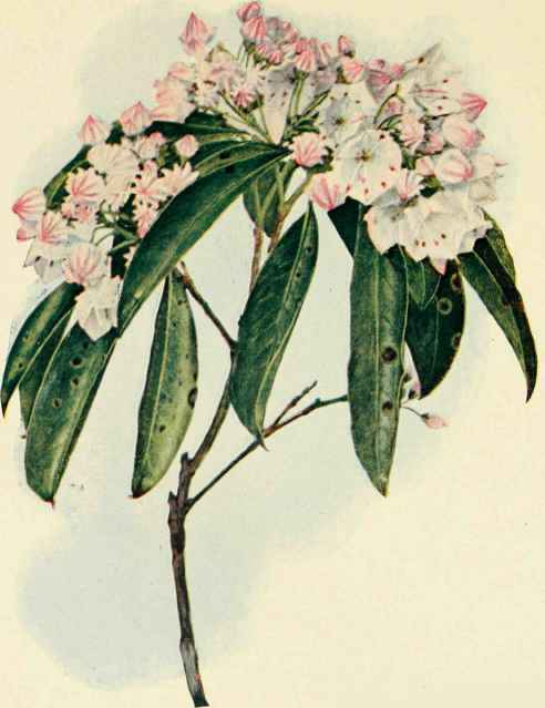 Mountain Laurel Or Calico Bush. (Kalmia latifolia).
