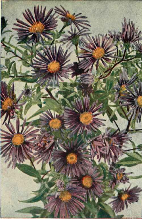 New England Aster. (Aster Novae Angliae.)