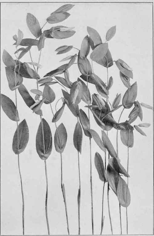 Perfoliate Bellwort (Uvularia perfoliata)